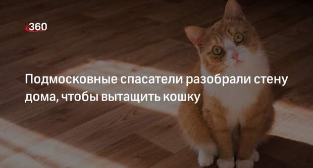Подмосковные спасатели разобрали стену дома, чтобы вытащить кошку