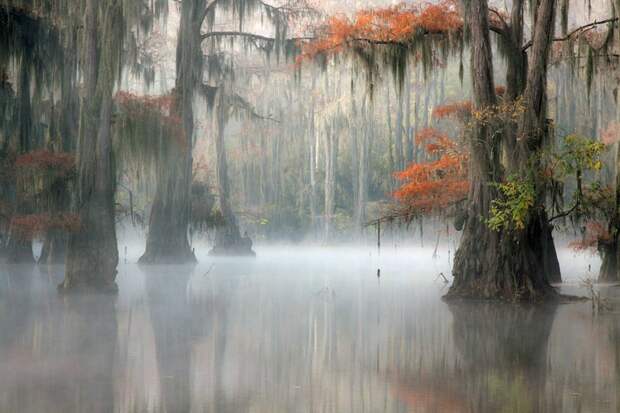 Фантастические кипарисы озера Каддо (Caddo lake), США