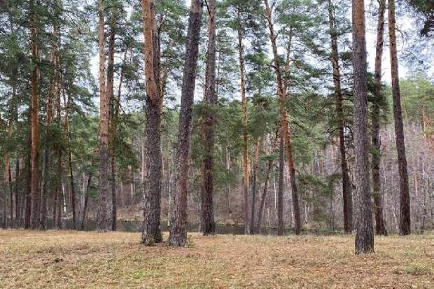 Прокуратура через суд вернула в собственность государства земельные участки под Тамбовом