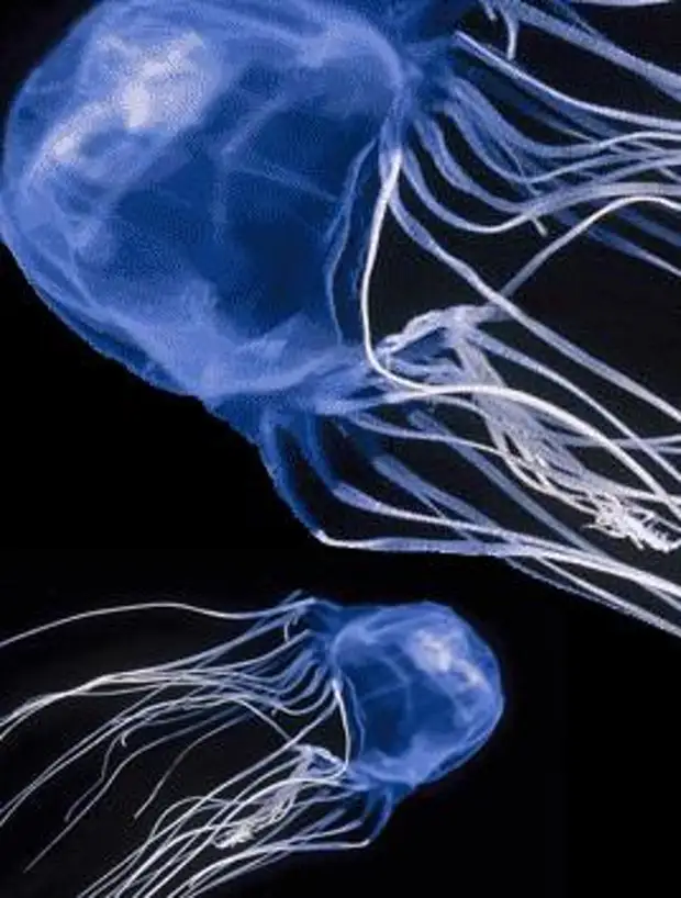 Чем опасны медузы. Хиронекс медуза. Кубомедуза морская Оса. Австралийская морская Оса медуза. Кубомедуза морская Оса ожоги.