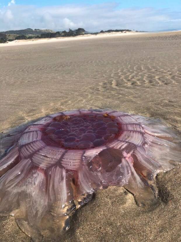В Новой Зеландии на пляже нашли гигантскую медузу, которая выглядела как пришелец в мире, волосистая цианея, животные, медуза, находка, новая зеландия, пляж