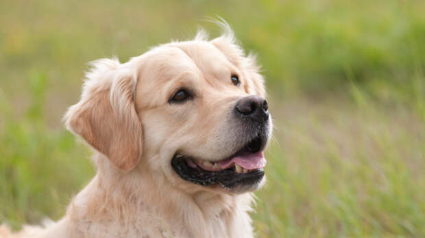 Экономия на ветеринарах: какие породы собак считаются самыми здоровыми