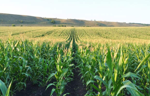 В СССР до 50-х годов кукурузу выращивали, но Хрущеву показалось, что мало/ фото: vrn-agro.ru В СССР до 50-х годов кукурузу выращивали, но Хрущеву показалось, что мало/ фото: vrn-agro.ru