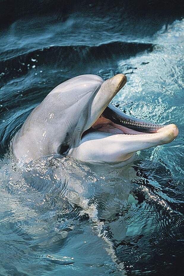 Боевые дельфины 