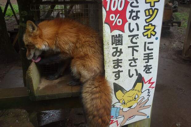 Вход в деревню лисиц в Японии, фото