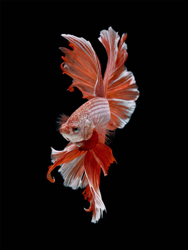 The Elegant And Fantastic Poses Of Aquarium Fish Captured By A Thai Photographer