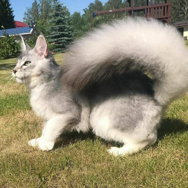 Котобелочка Котобелочка
