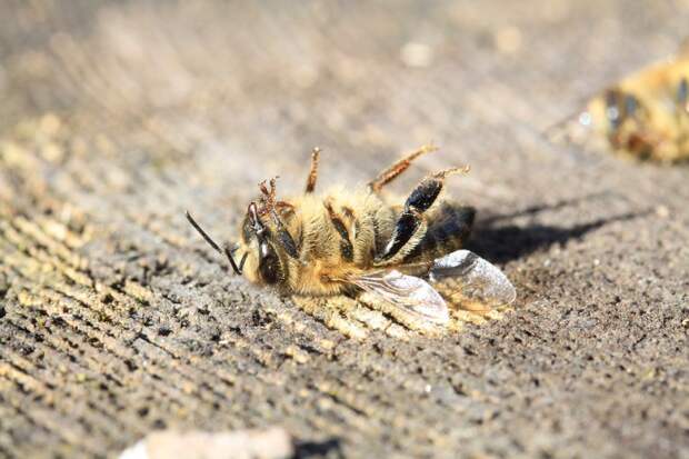 Что будет, если вымрут пчелы?