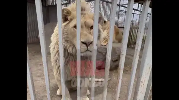 Плененных нацформированиями жителей Мариуполя кормили мясом животных из зоопарка