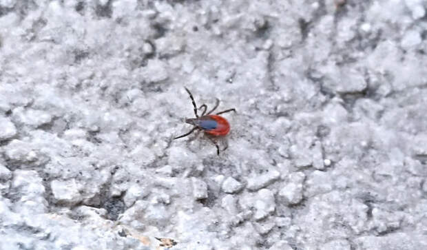 Биолог Федоров рассказал, когда проснутся клещи весной в 2026 году