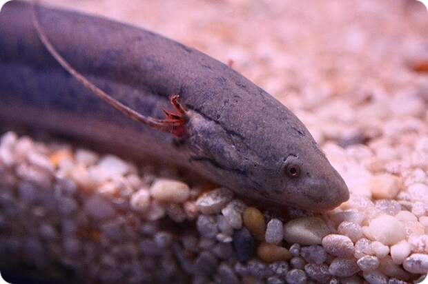 Протоптеры