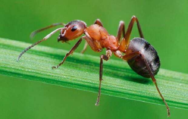Спасение сада: Как за несколько секунд избавиться от муравьев с помощью самого простого средства