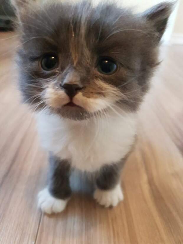 Без кота и жизнь не та