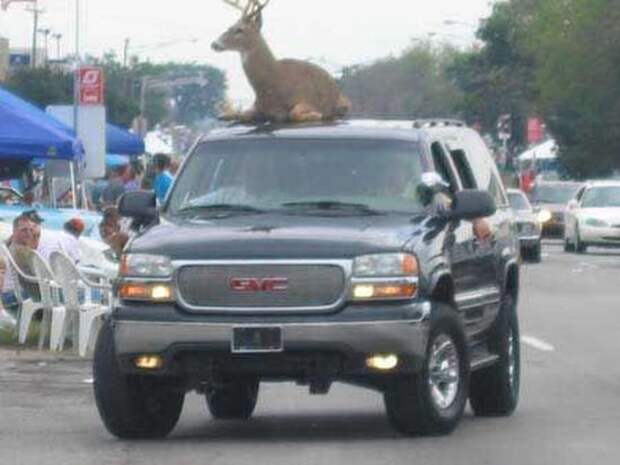 Ежегодный Woodward Dream Cruise (31 фото)
