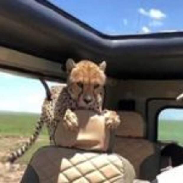Турист проявил не хилое выдержку и самообладание, когда в его джип заскочил взрослый гепард