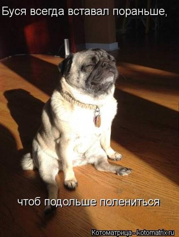 Приехала в гости сестра с двумя детьми 2 и 5 лет… Кот сразу притворился мертвым…