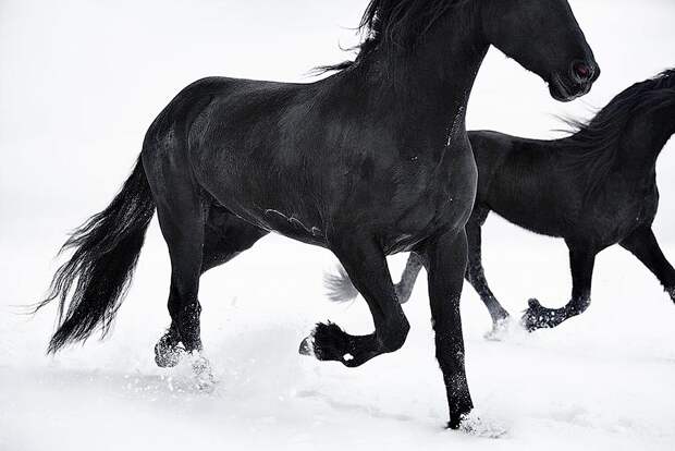 Tim Flap Грация прекрасных лошадей в фотопроекте Equus