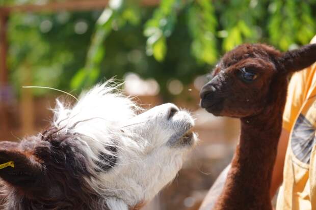 В Волгоградском парке родился первый детеныш альпаки