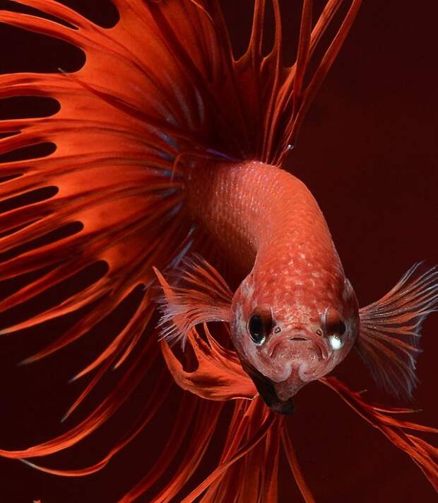The Elegant And Fantastic Poses Of Aquarium Fish Captured By A Thai Photographer
