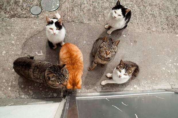 Кошачий рай на японском острове