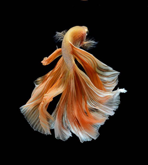 The Elegant And Fantastic Poses Of Aquarium Fish Captured By A Thai Photographer