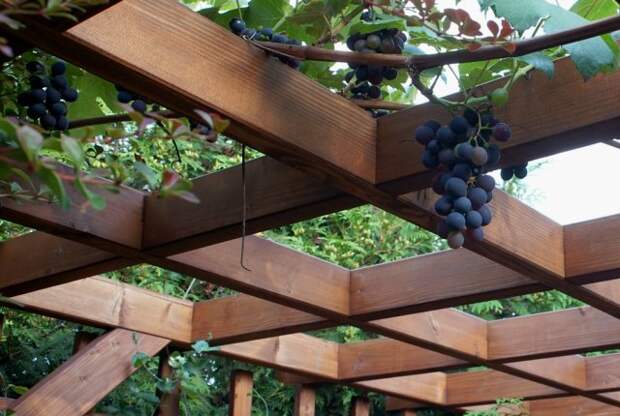 Грозди винограда на перголе