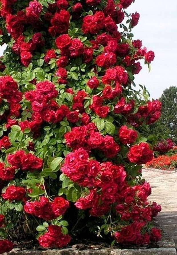 Плетистая роза глориана фото и описание