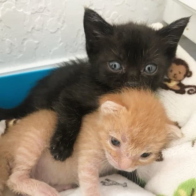 спасение котят двое котят