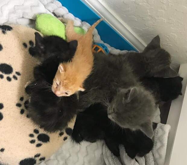 спасение котенка маленькие котята