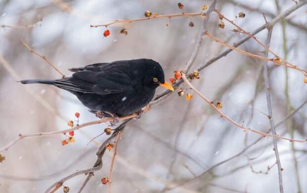 Петербург ждет 27-й аномально холодный день января