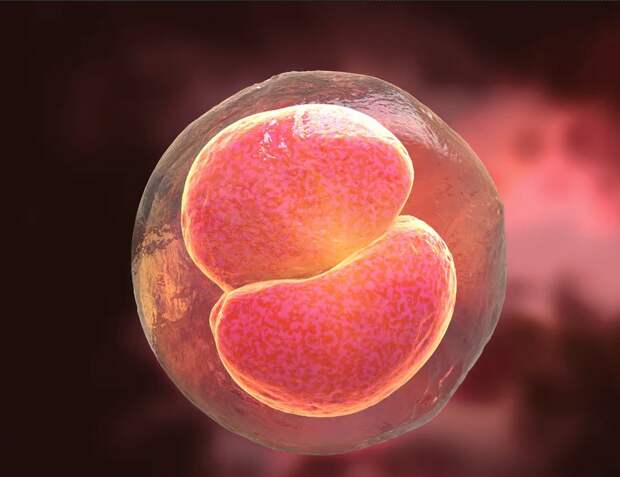 Университет Цинхуа научился создавать стволовые клетки, дающие жизнь