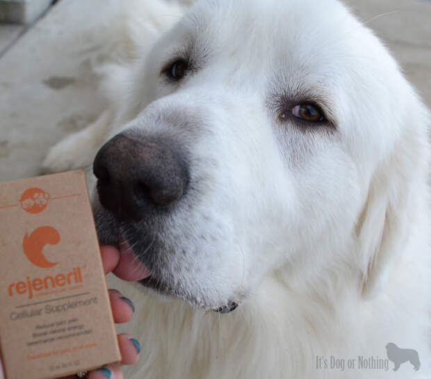 Can we all just take a moment and look at Atka's adorable tongue?