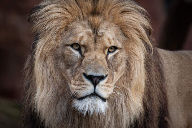 Пьяный мужчина выпустил из клетки львов и стал их жертвой