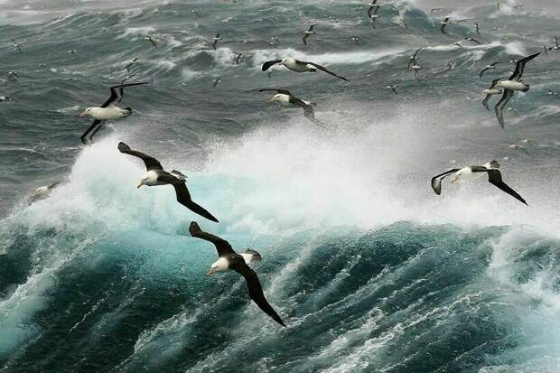 Муравьи, которые спят 250 раз за сутки, и 14 других снимков о том, как спят животные