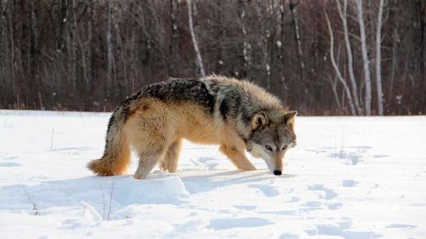 Волк охотится выслеживая добычу