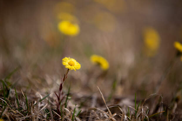 Синоптик Ильин прогнозирует в Туле теплую погоду и небольшие осадки