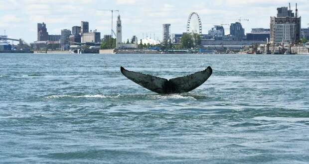 В Монреаль по реке приплыл кит