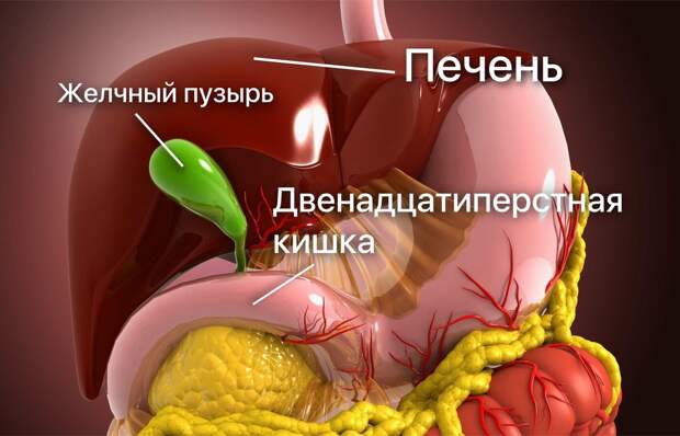 Перегиб желчного пузыря: стоит ли бить тревогу? Отвечает врач - гастроэнтеролог