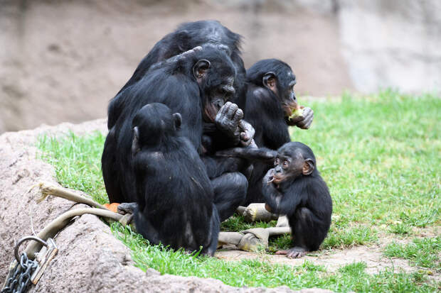 Бонобо испытывают сильный стресс при появлении братьев и сестер