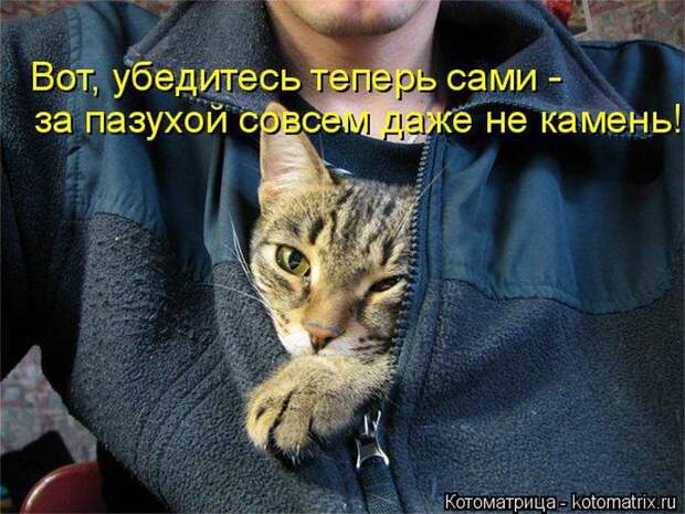 Лучшие котоматрицы недели  