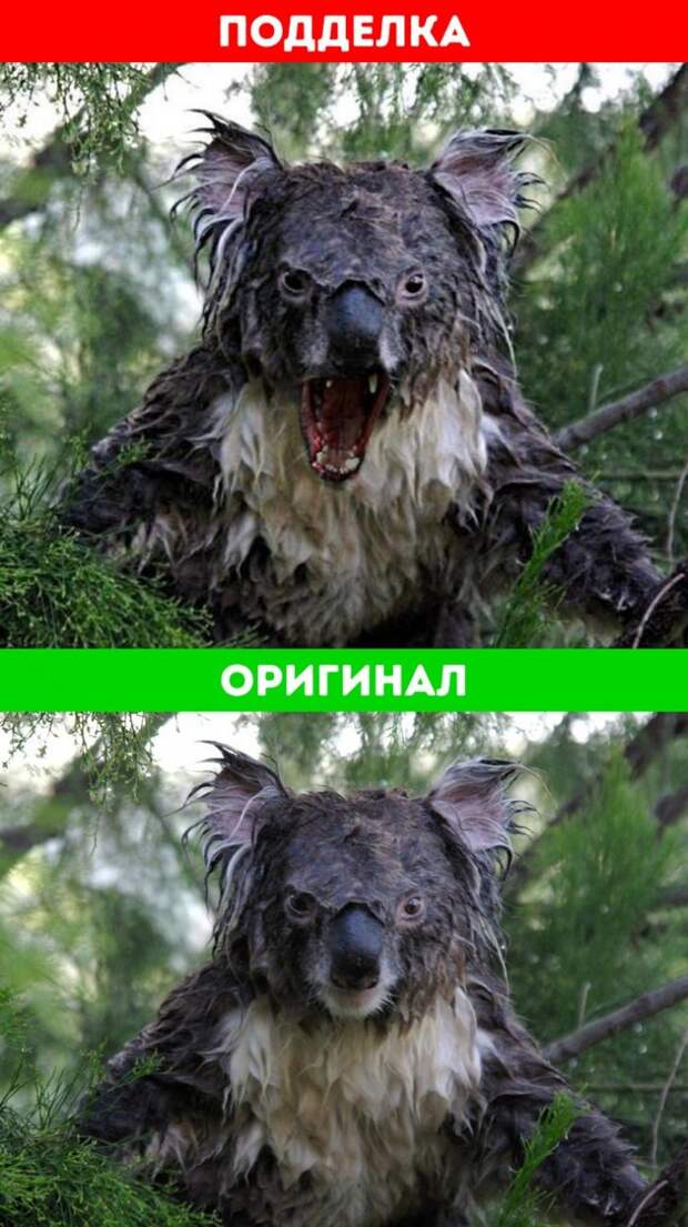 10 знаменитых снимков, в подлинность которых мы верили все эти годы. А зря