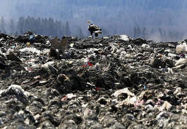 Белоголовые орланы сбрасывают мусор со свалки в Сидар-Хиллз в Сиэтле в пригородные дворы белоголовые орланы, в мире, истории, люди, мусор, орел