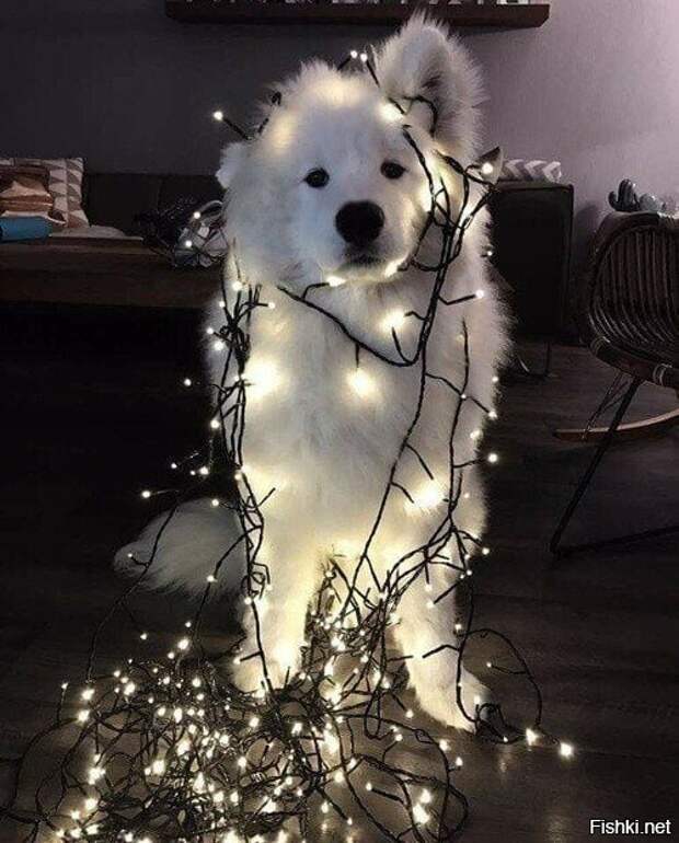 441763d51c58c420a39d5d5c273b5125 (500x621, 81Kb)