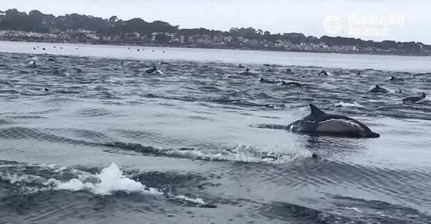Гигантская стая дельфинов оживила океан дельфины, залив Монтерей, калифорния, море, морские обитатели, океан, стадное чувство, стая дельфинов