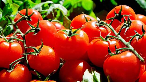 Диетолог Горин назвала помидоры полезными для сохранения молодости