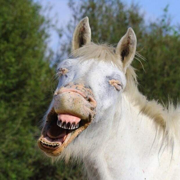 Фотография: Впечатляющие работы фотографа дикой природы Андрея Гудкова №10 - BigPicture.ru