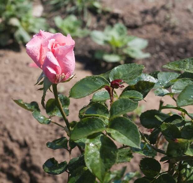 Результат пошуку зображень за запитом роза раскрыла бутон в саду