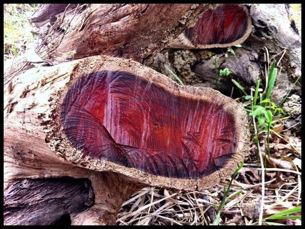 Древесина Кокоболо деревья, древесина, интересное, природа, факты