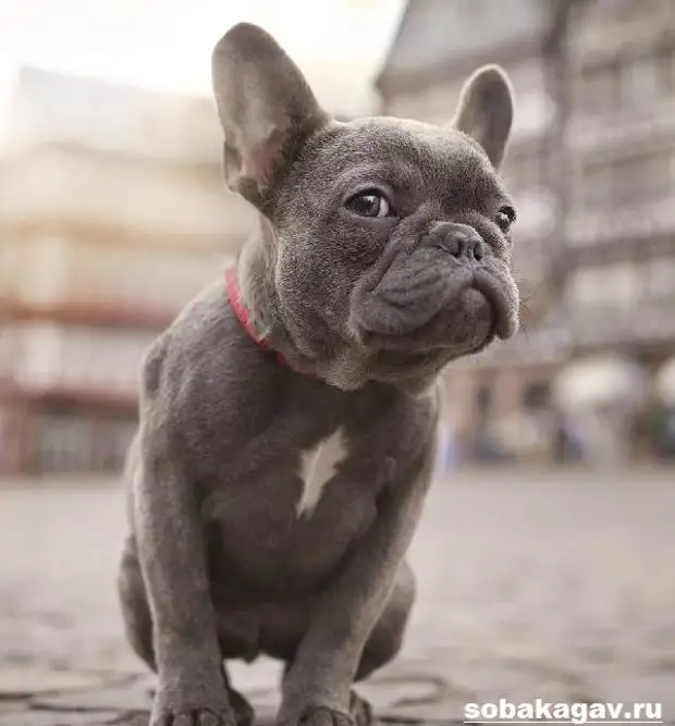 Французский бульдог собака. Описание, особенности, уход и цена французского бульдога