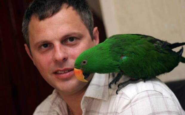 Попугай кузя персонажи. Попугай кузя. Сущность 7 попугай джерри. Кузя ожереловый. Попугай ричи разговаривает.